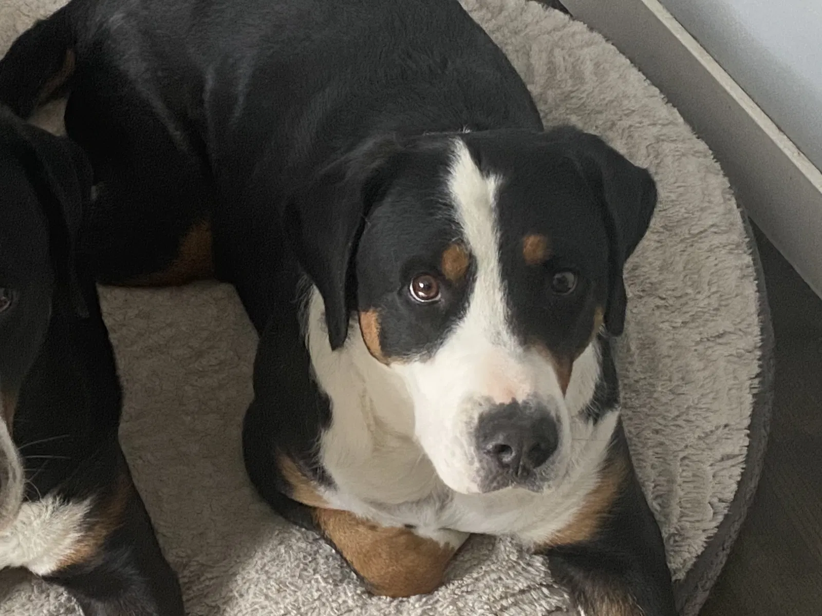 Lost dog in Englewood, CO, 80110