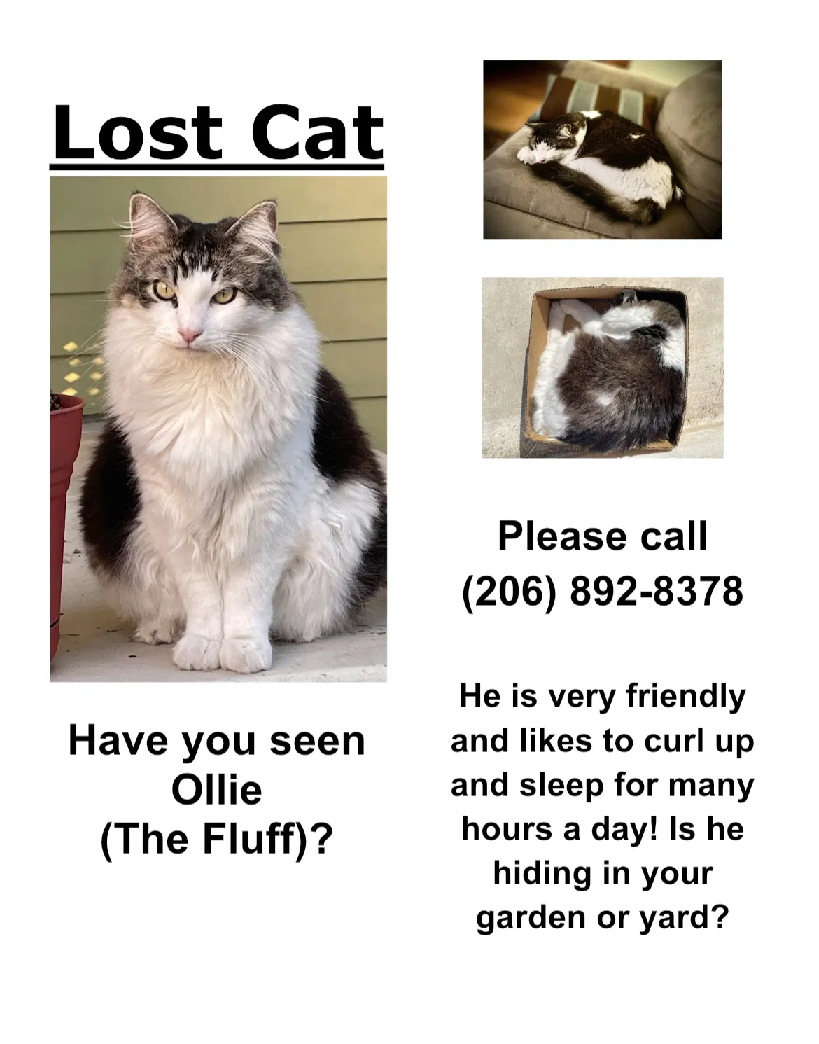 Lost cat in Santa Barbara, CA, 93101