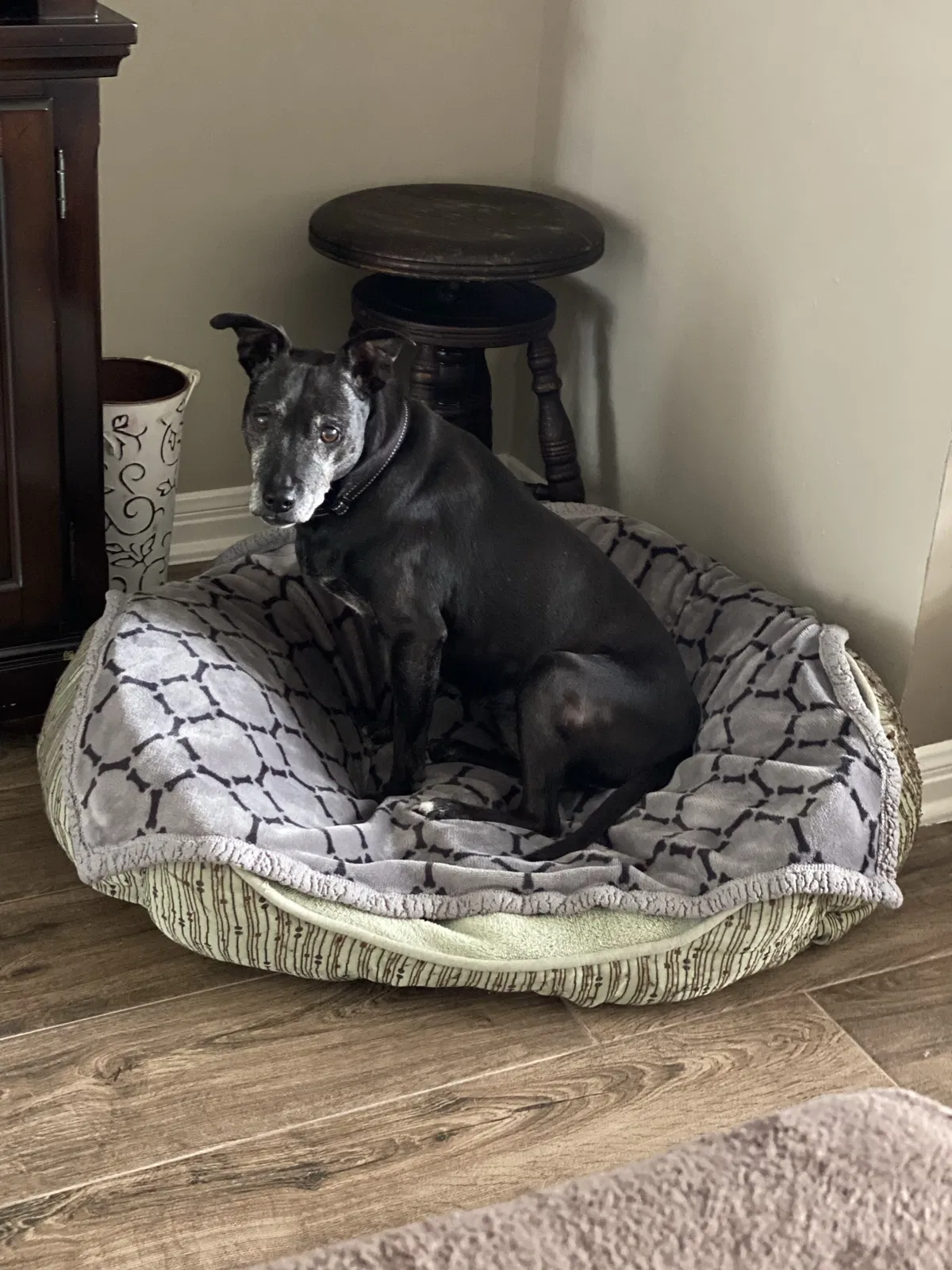 Lost dog in Montgomery, TX, 77356