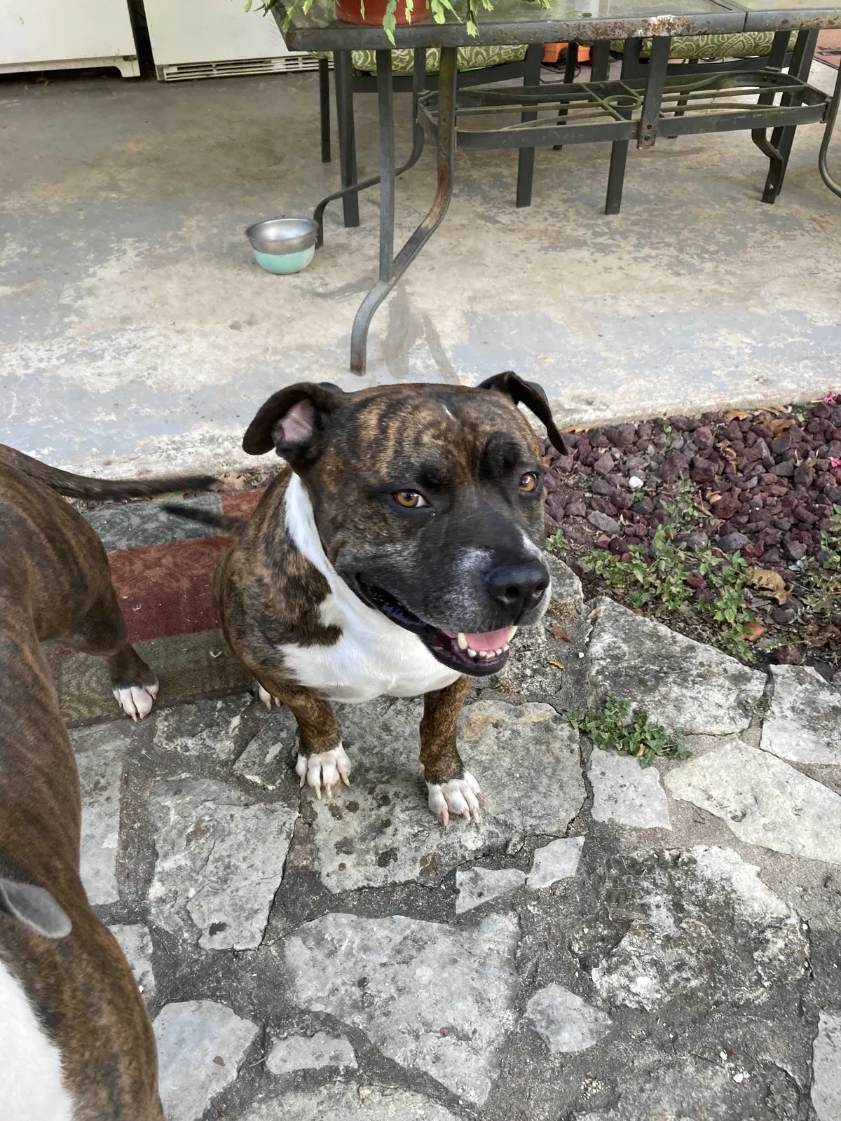 Lost dog in Unknown, TX, 79736