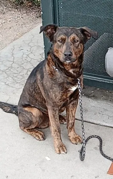 Lost dog in Denver, CO, 80223