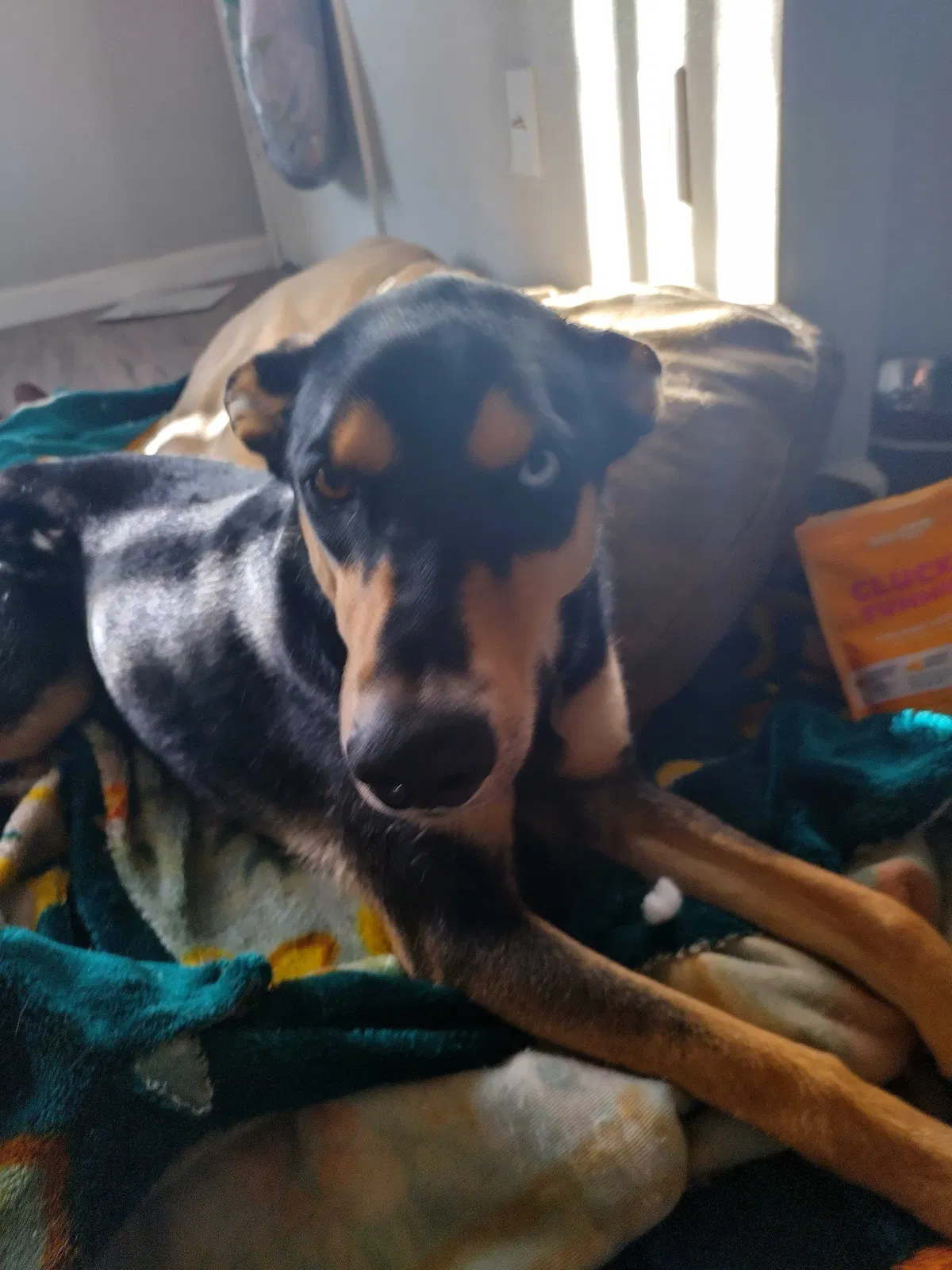 Lost dog in Sparks, NV, 89431