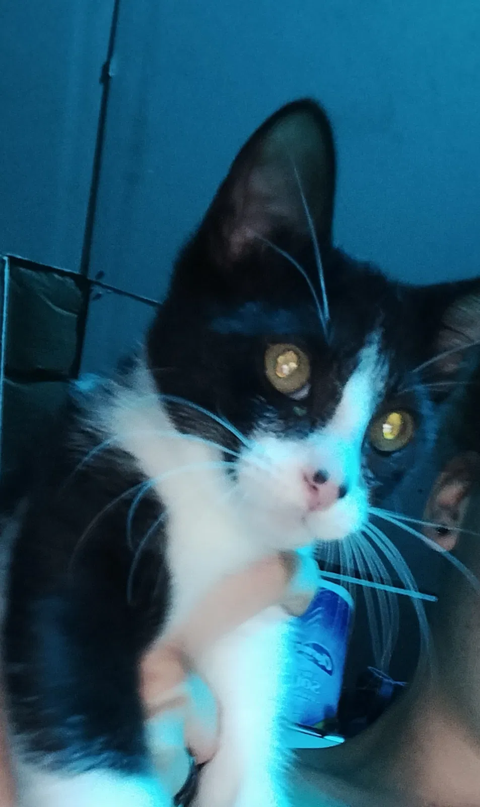 Lost cat in Lake Jackson, TX, 77566