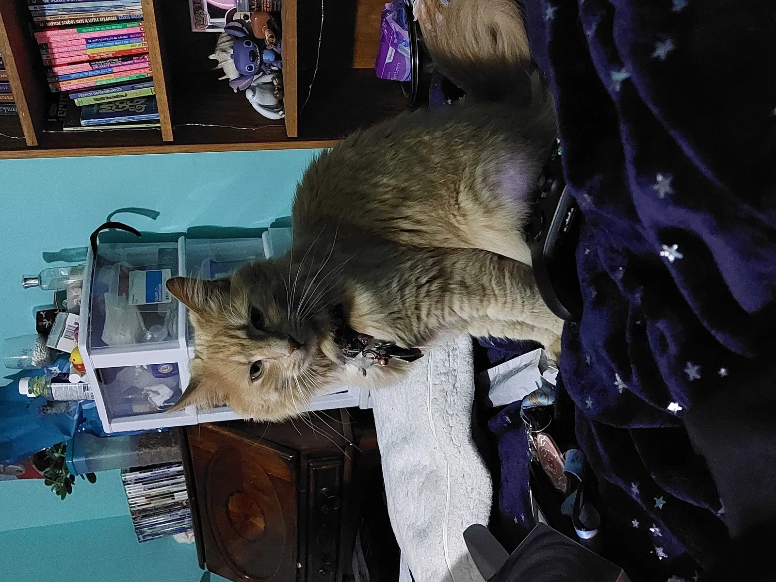 Lost cat in Colorado Springs, CO, 80910