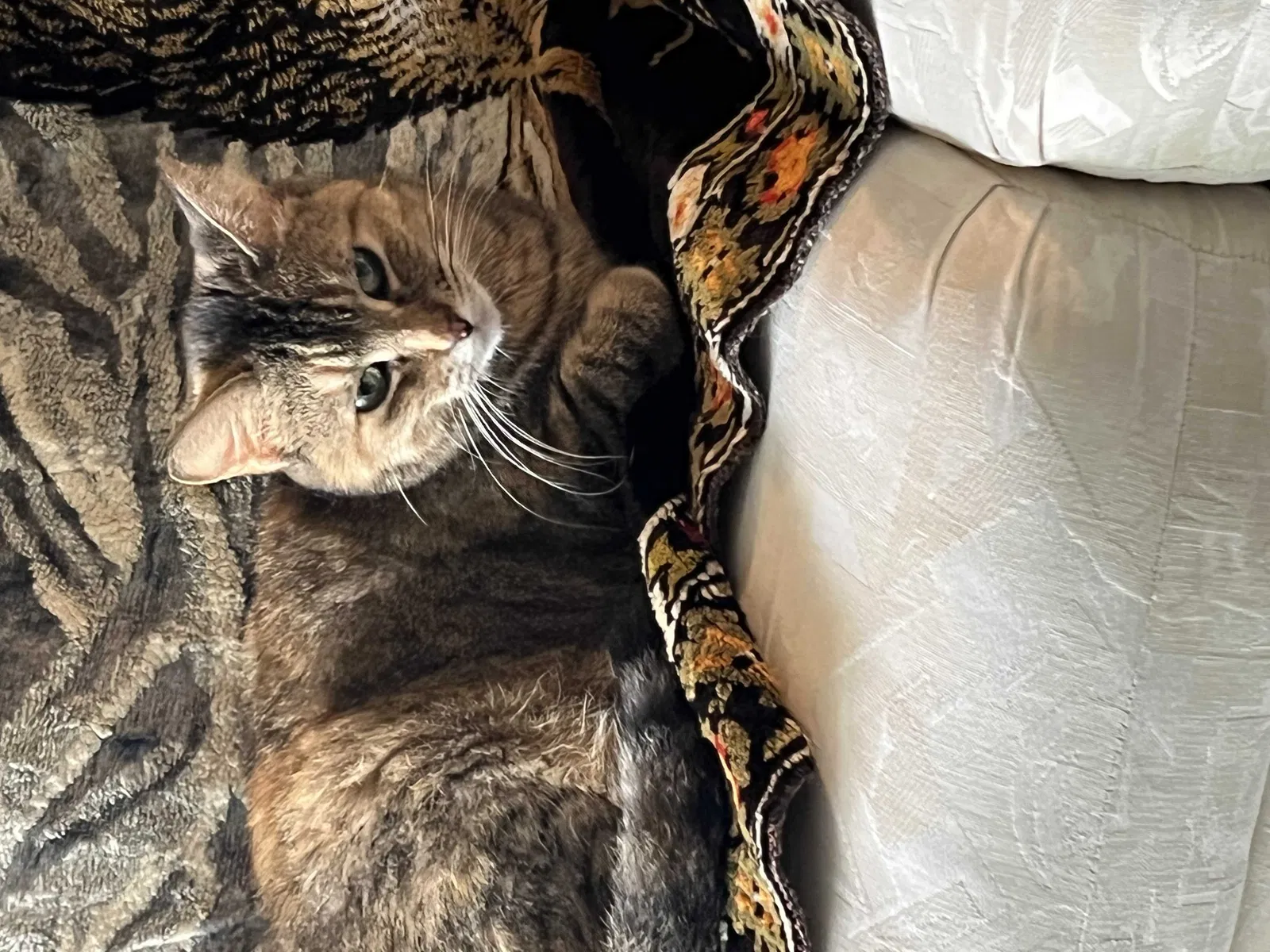 Lost cat in Justice, IL, 60458