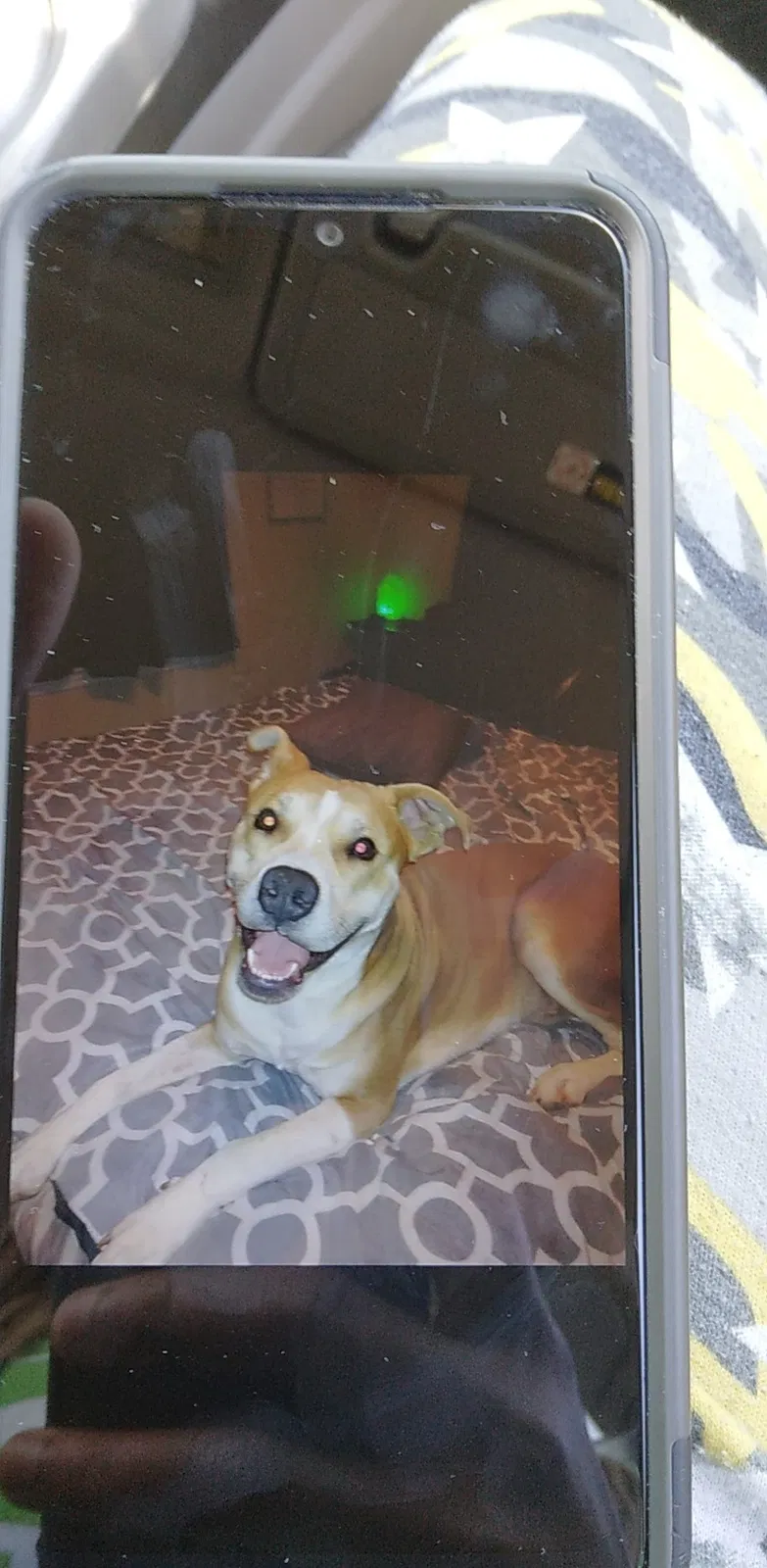 Lost dog in Scottsboro, AL, 35768