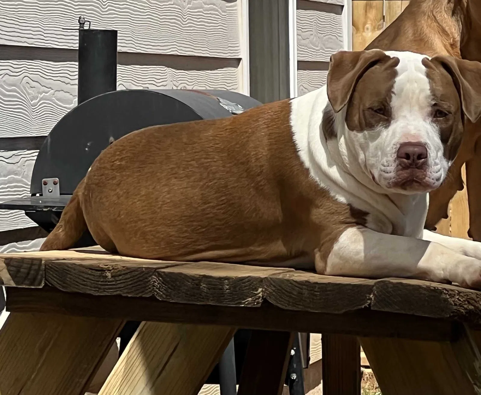 Lost dog in Villa Rica, GA, 30180