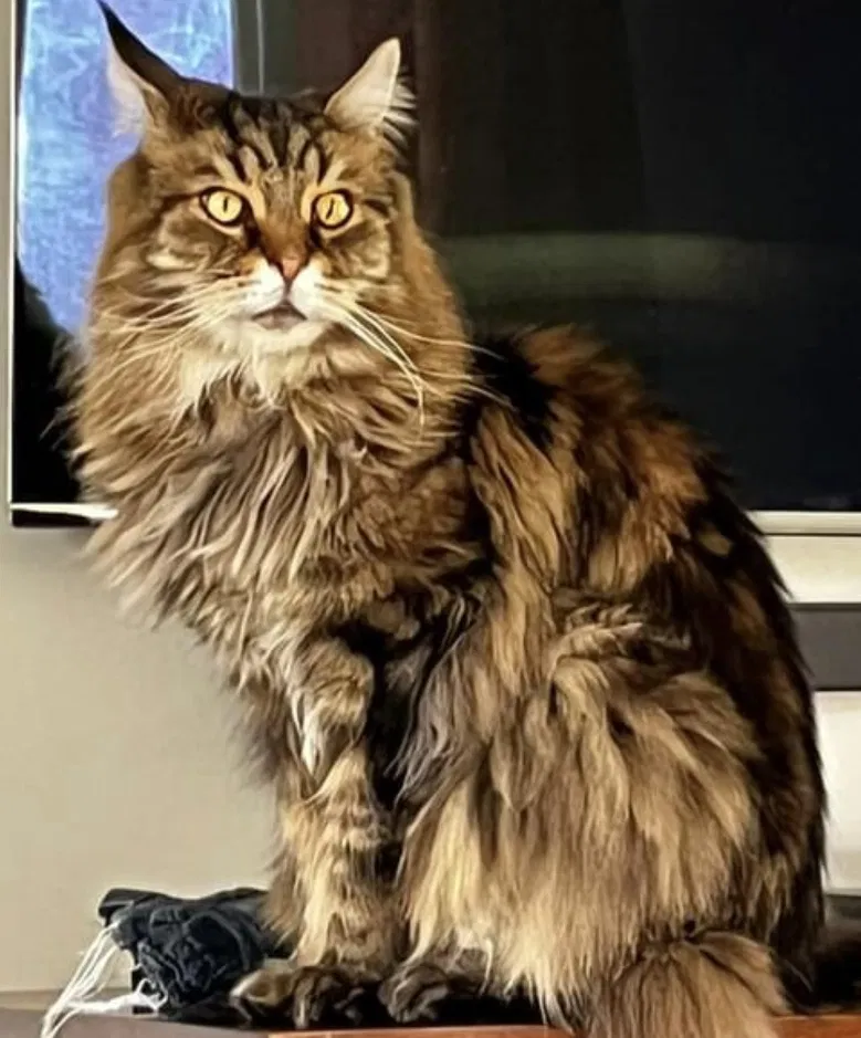 Lost cat in Lothian, MD, 20711