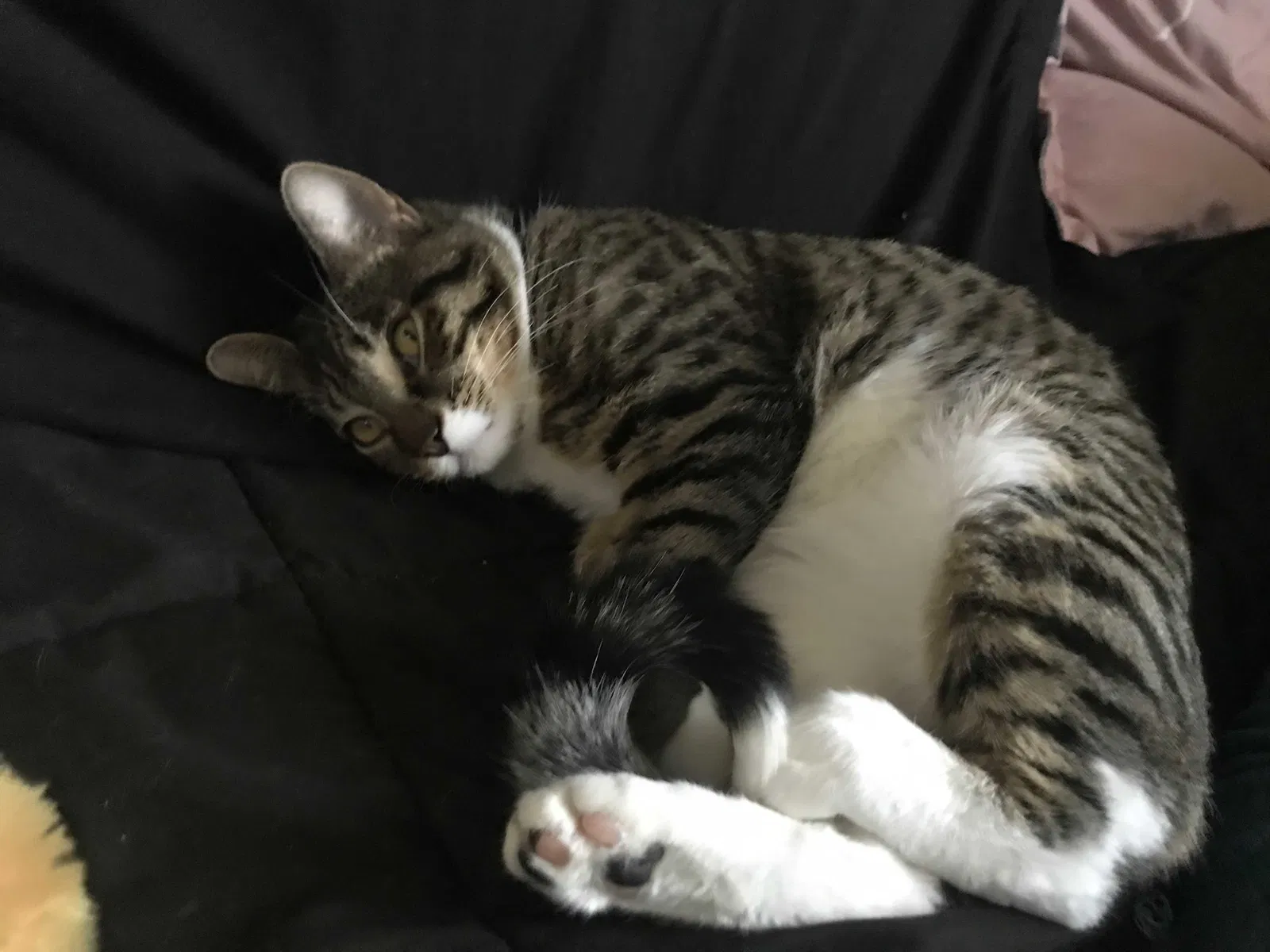 Lost cat in Santa Maria, CA, 93455
