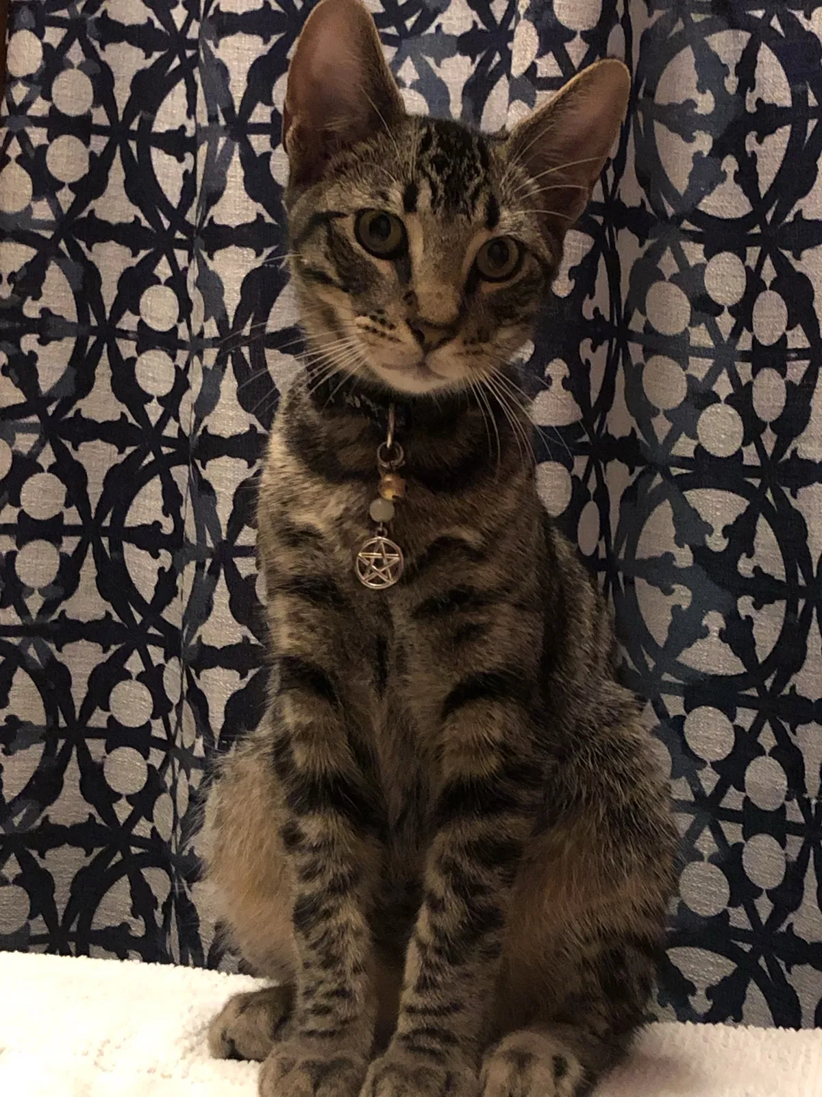 Lost cat in Orange, CA, 92868