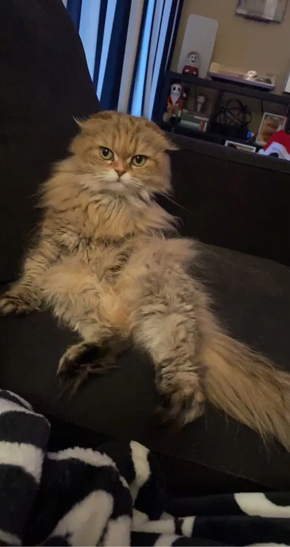 Lost cat in Katy, TX, 77449