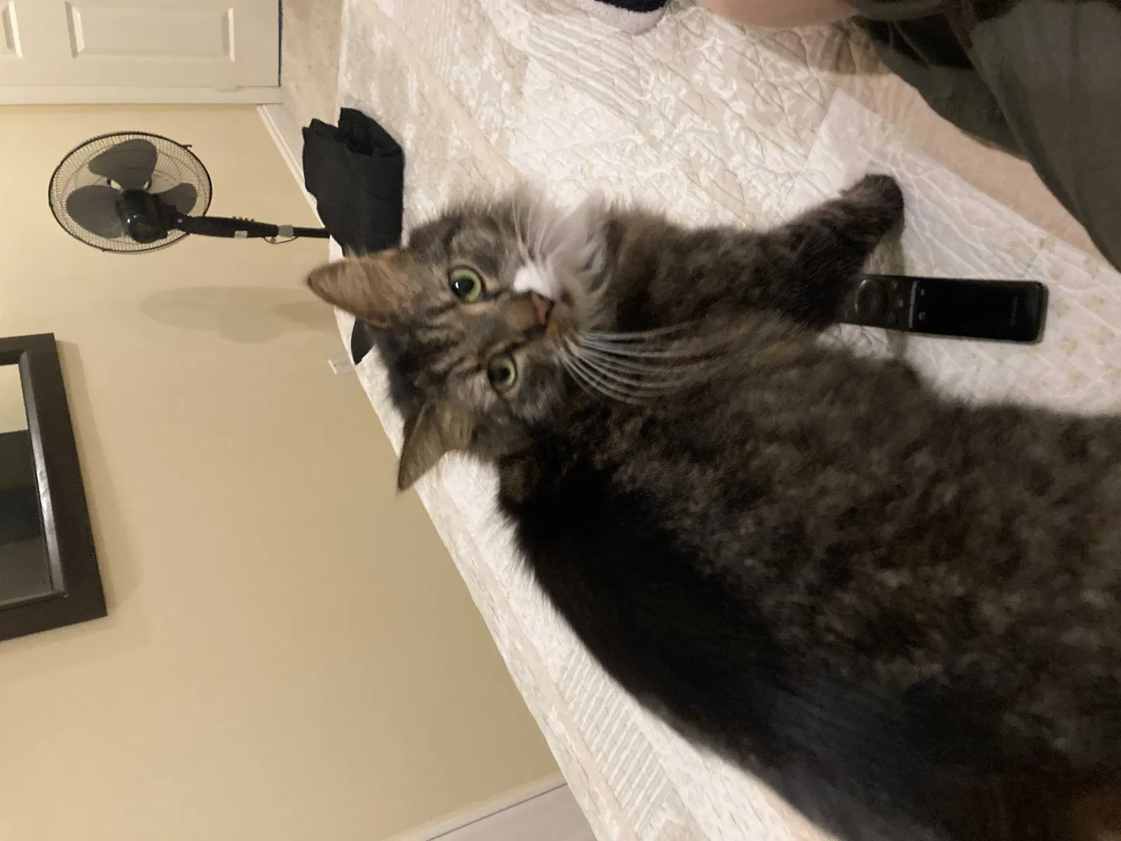 Lost cat in Canoga Park, CA, 91304
