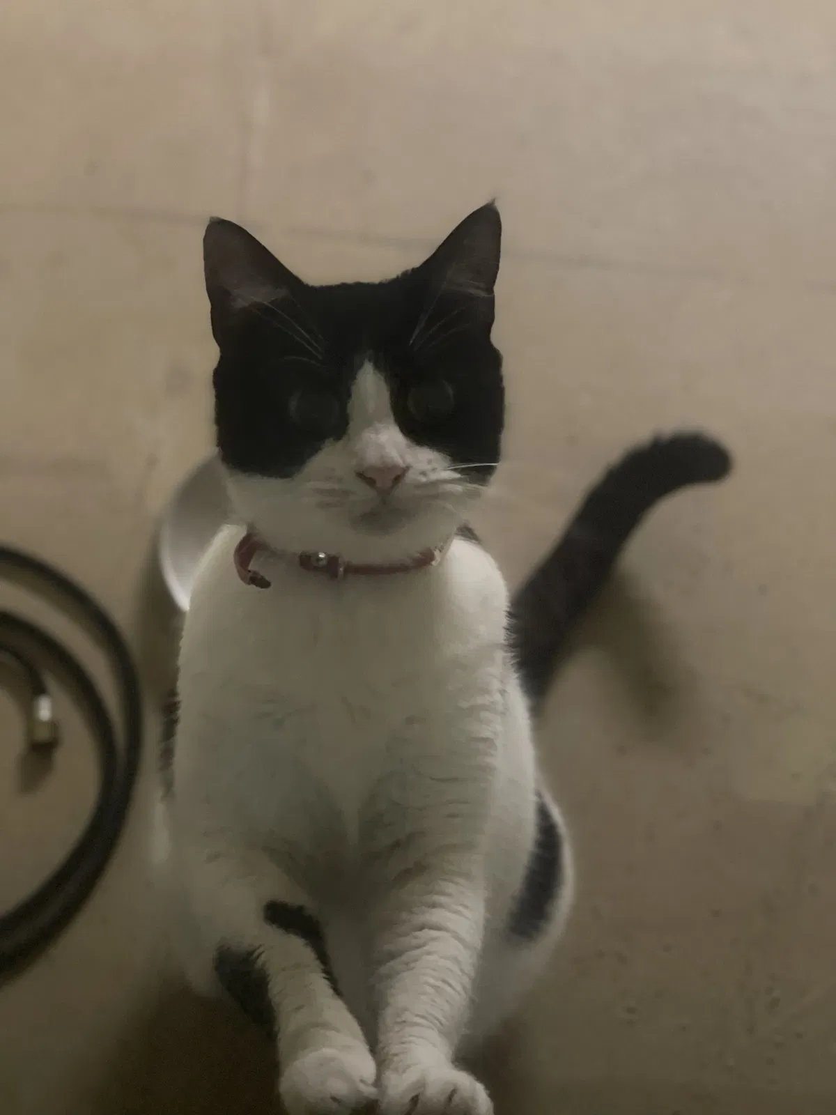 Lost cat in Chattanooga, TN, 37412