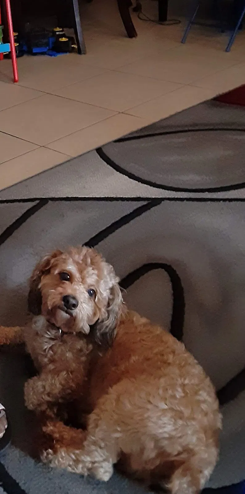 Lost dog in Fort Lauderdale, FL, 33311