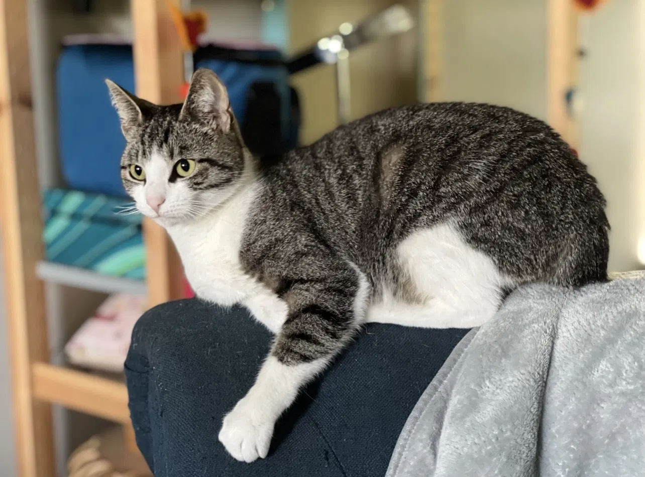 Lost cat in Woodford, VA, 22580