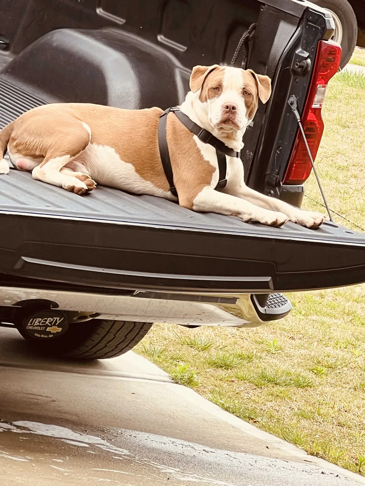 Lost dog in Villa Rica, GA, 30180