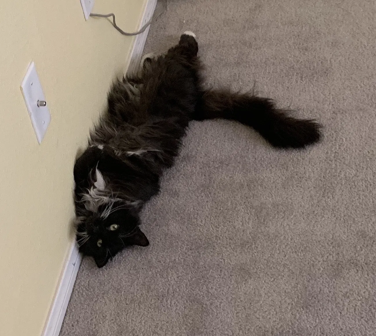 Lost cat in Fort Lauderdale, FL, 33305