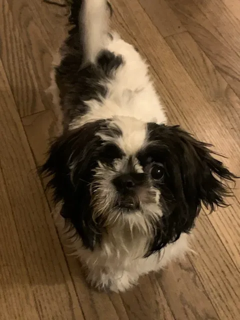 Lost dog in Chino, CA, 91708