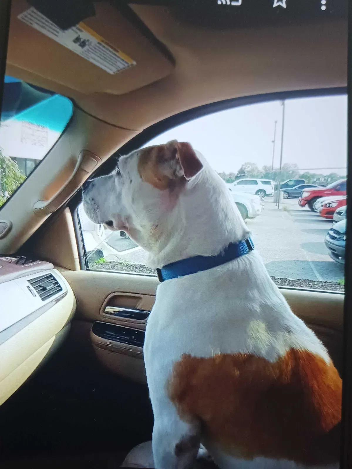 Lost dog in Indianapolis, IN, 46229