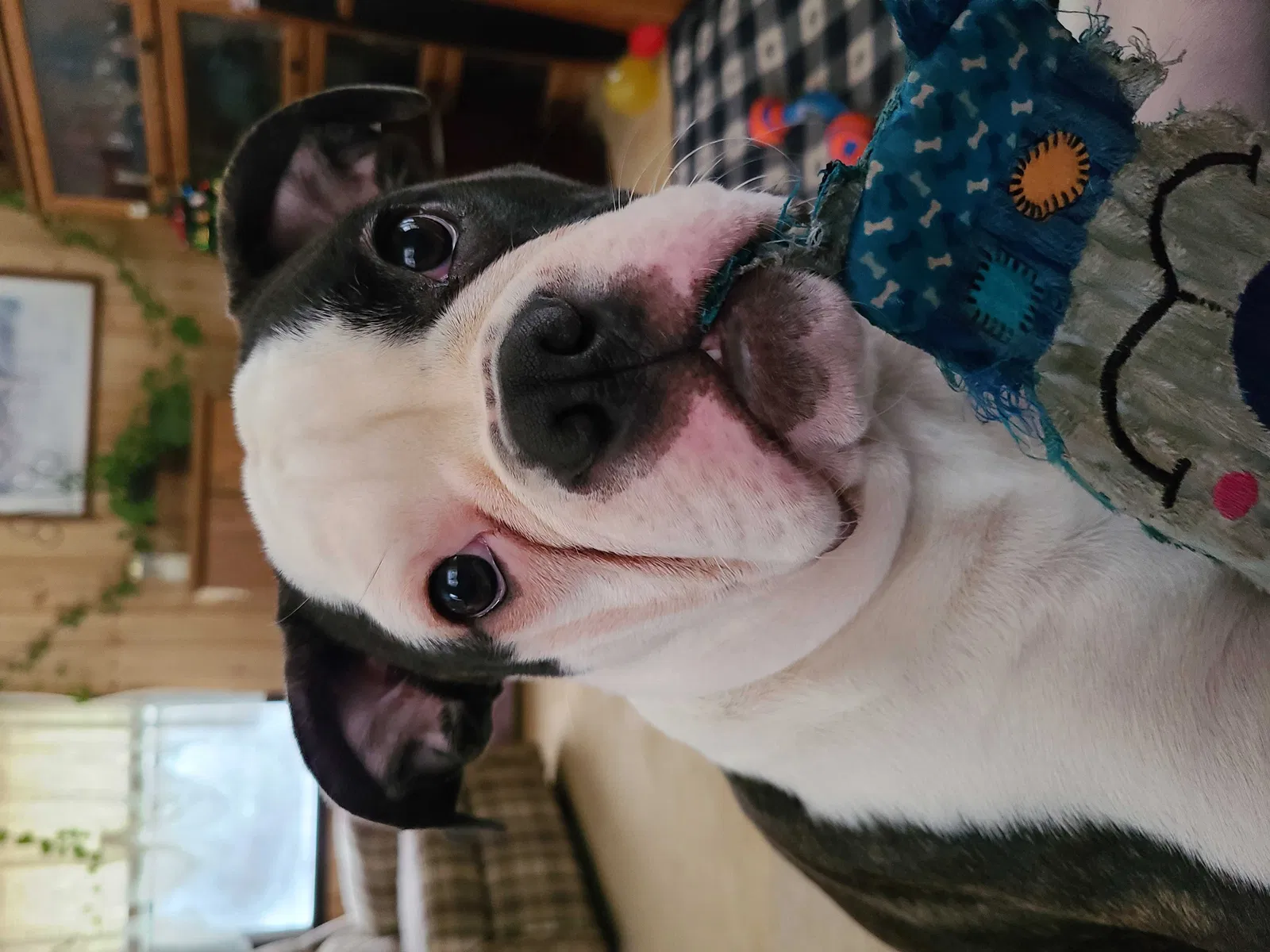 Lost dog in Blakeslee, PA, 18610