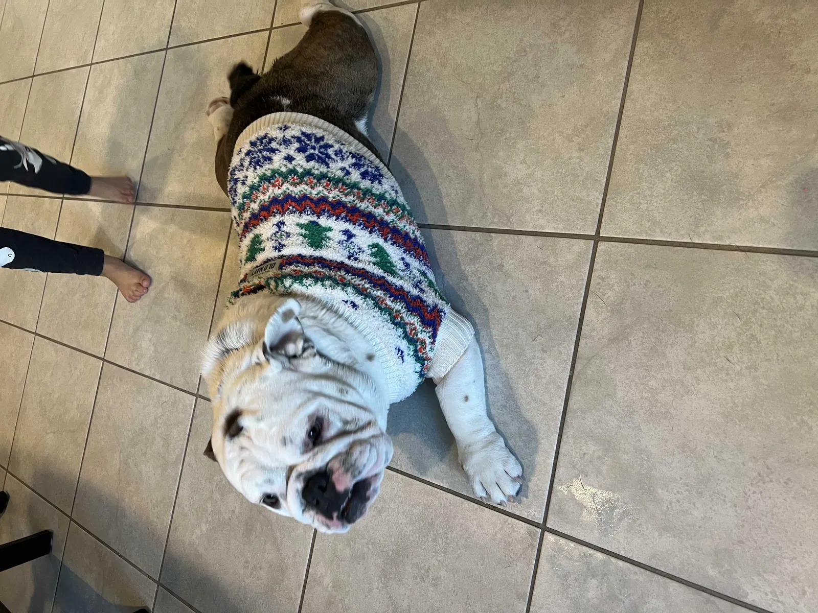 Lost dog in Henderson, NV, 89015