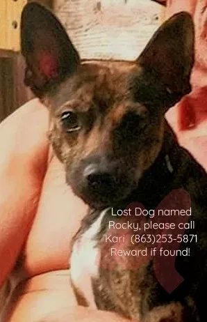Lost dog in Bradenton, FL, 34208