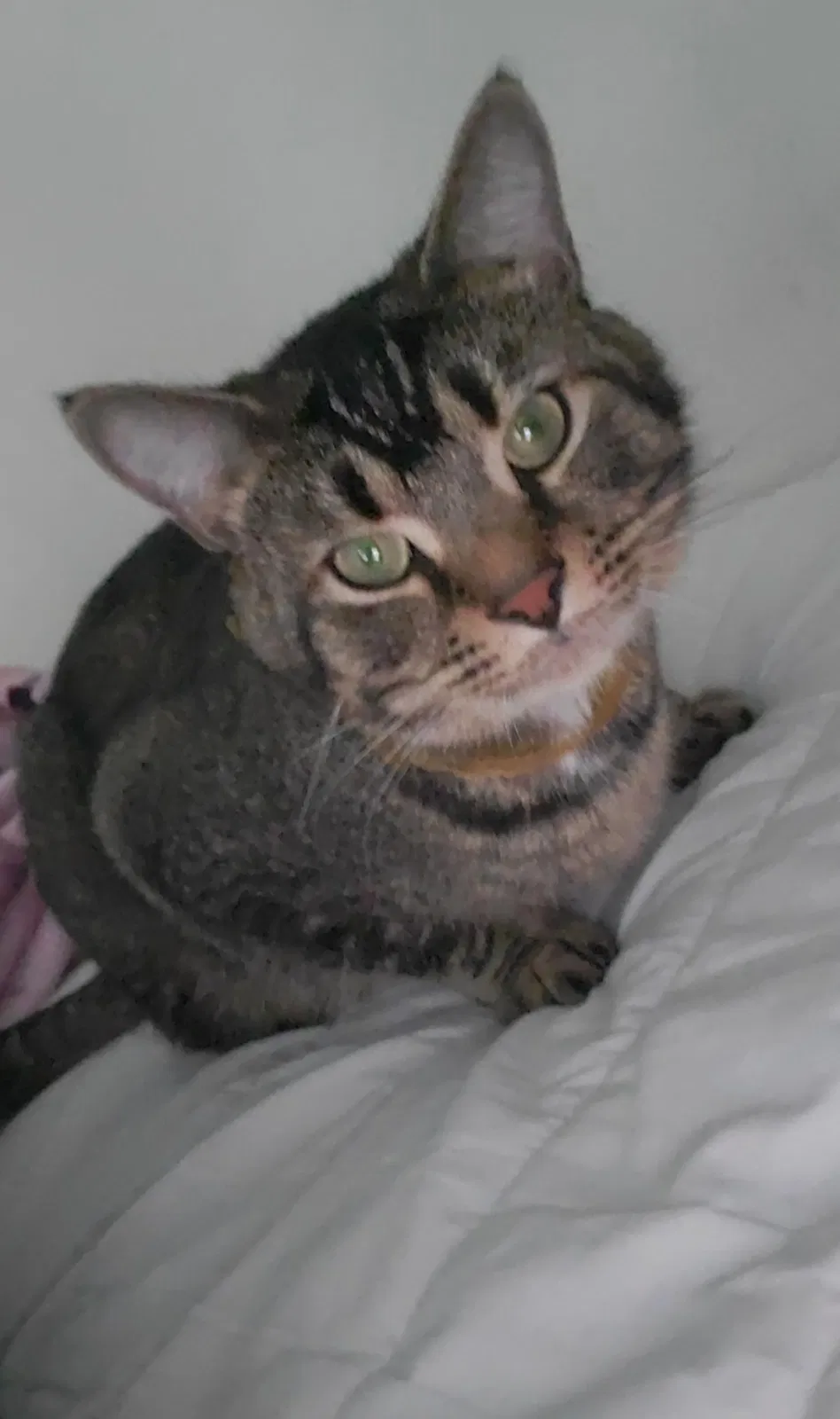 Lost cat in Davenport, FL, 33897