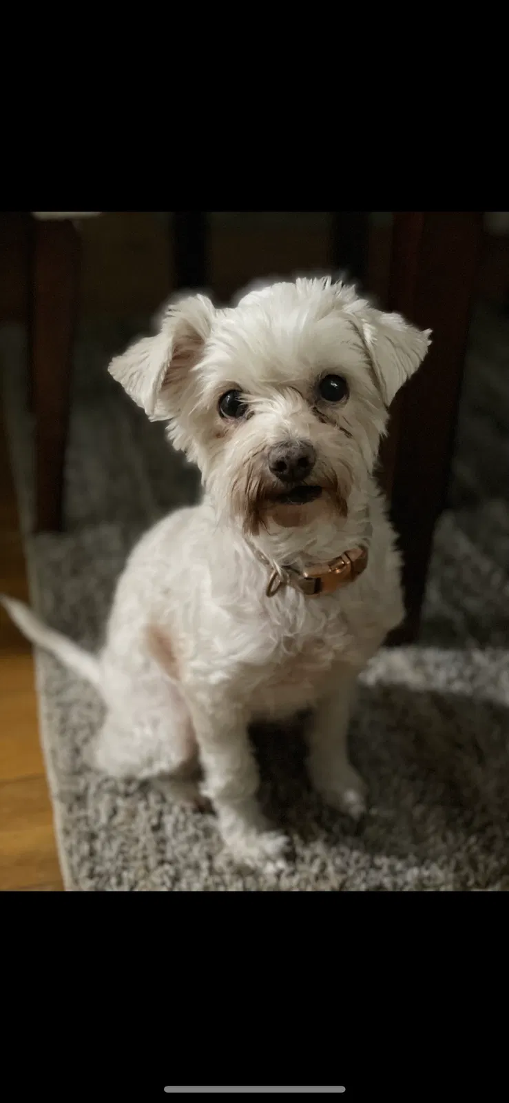 Lost dog in Detroit, MI, 48235