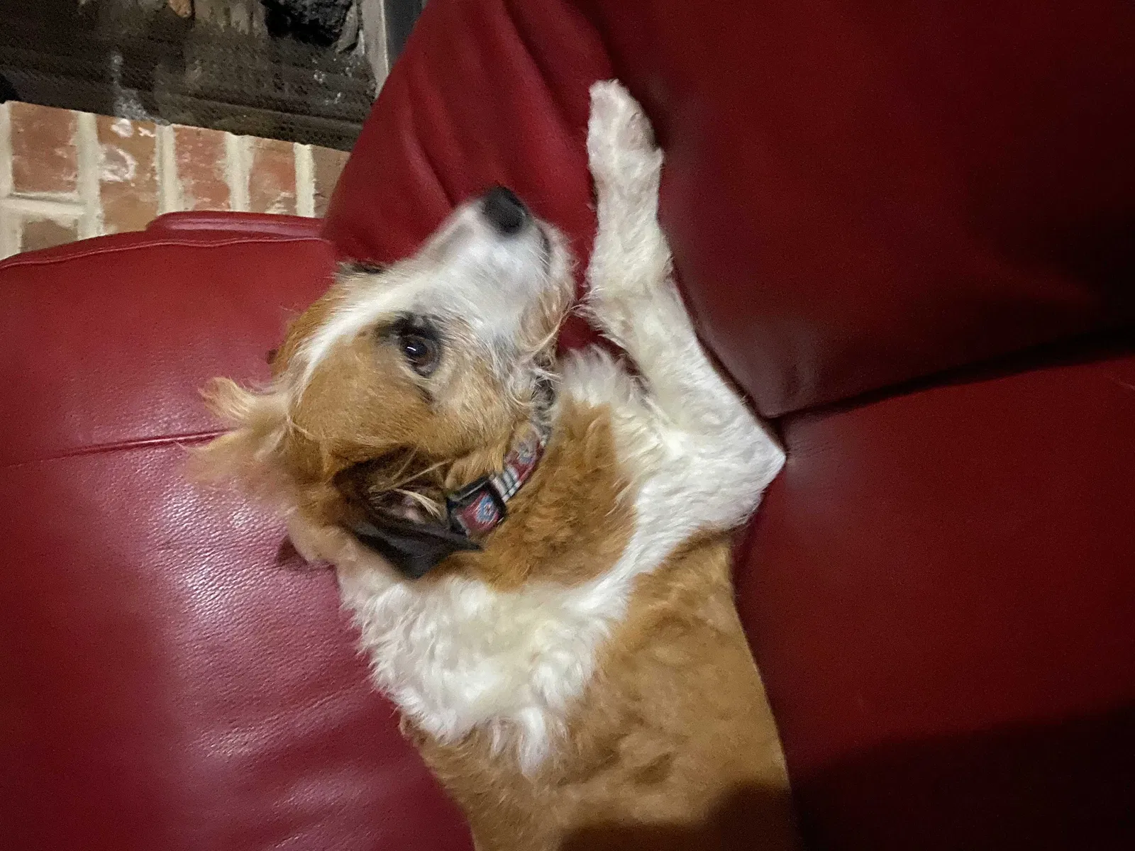 Lost dog in Cohutta, GA, 30710