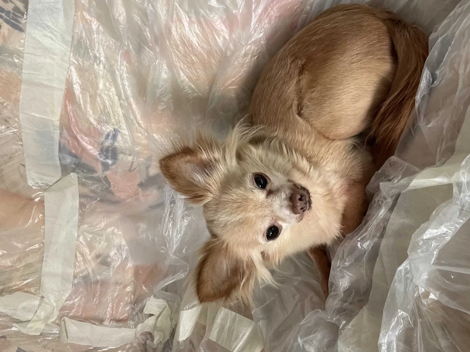 Lost dog in Chicago, IL, 60641