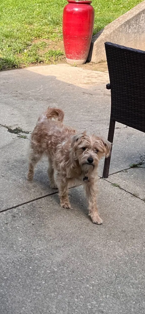 Lost dog in Fairfield, OH, 45014