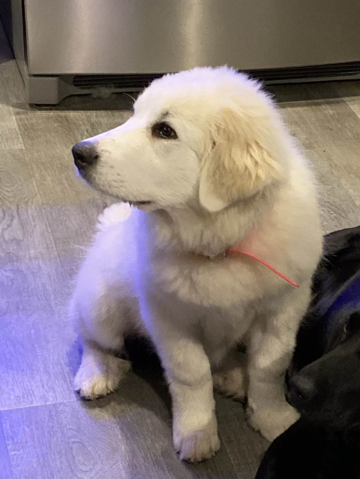 Lost dog in Newtown, VA, 23126