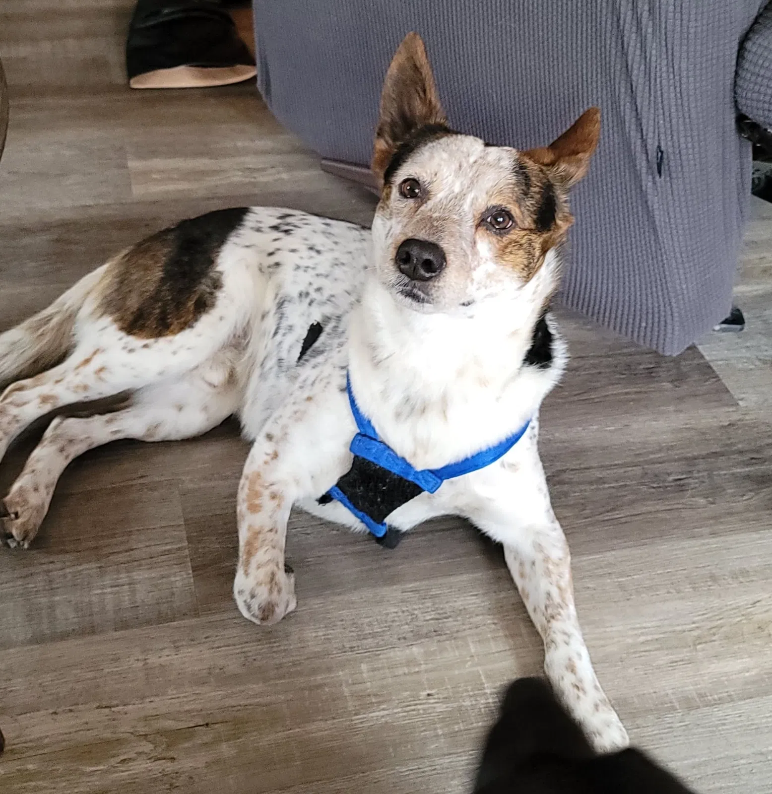 Lost dog in Kansas City, MO, 64114