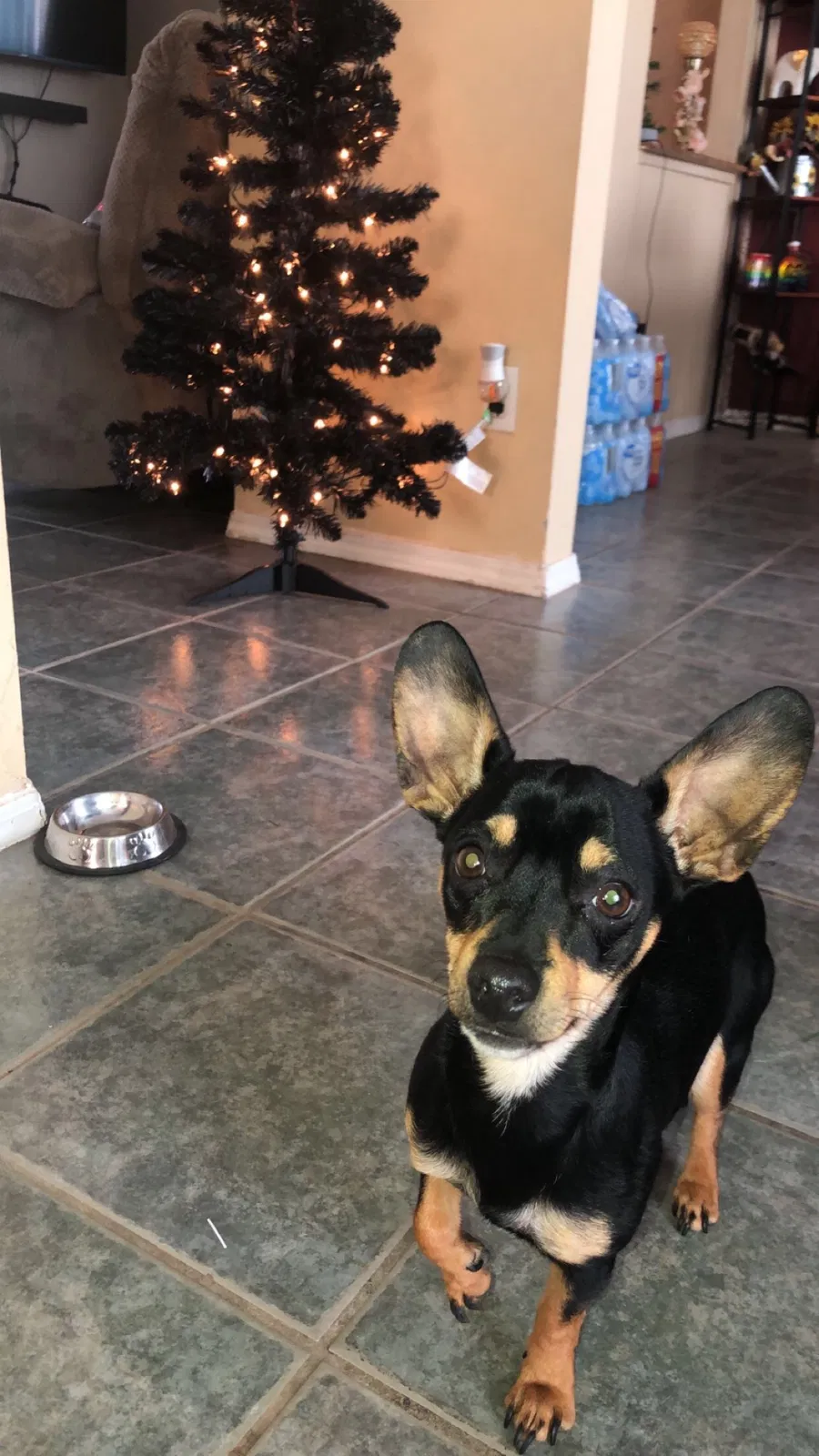 Lost dog in El Paso, TX, 79938