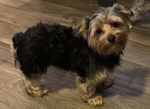Lost dog in Houston, TX, 77048