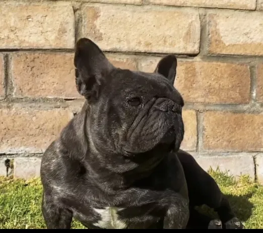 Lost dog in San Bernardino, CA, 92407