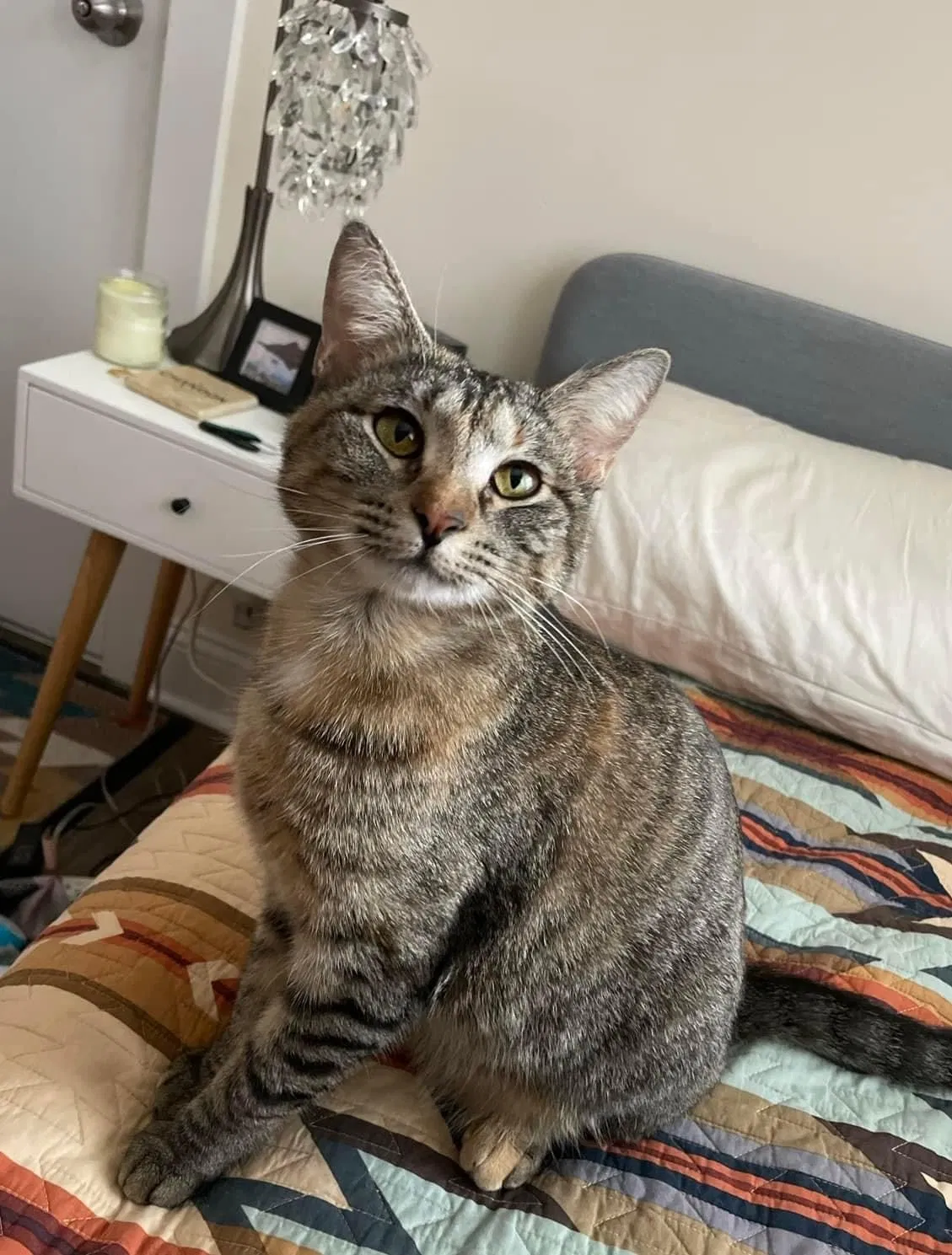 Lost cat in Chicago, IL, 60647