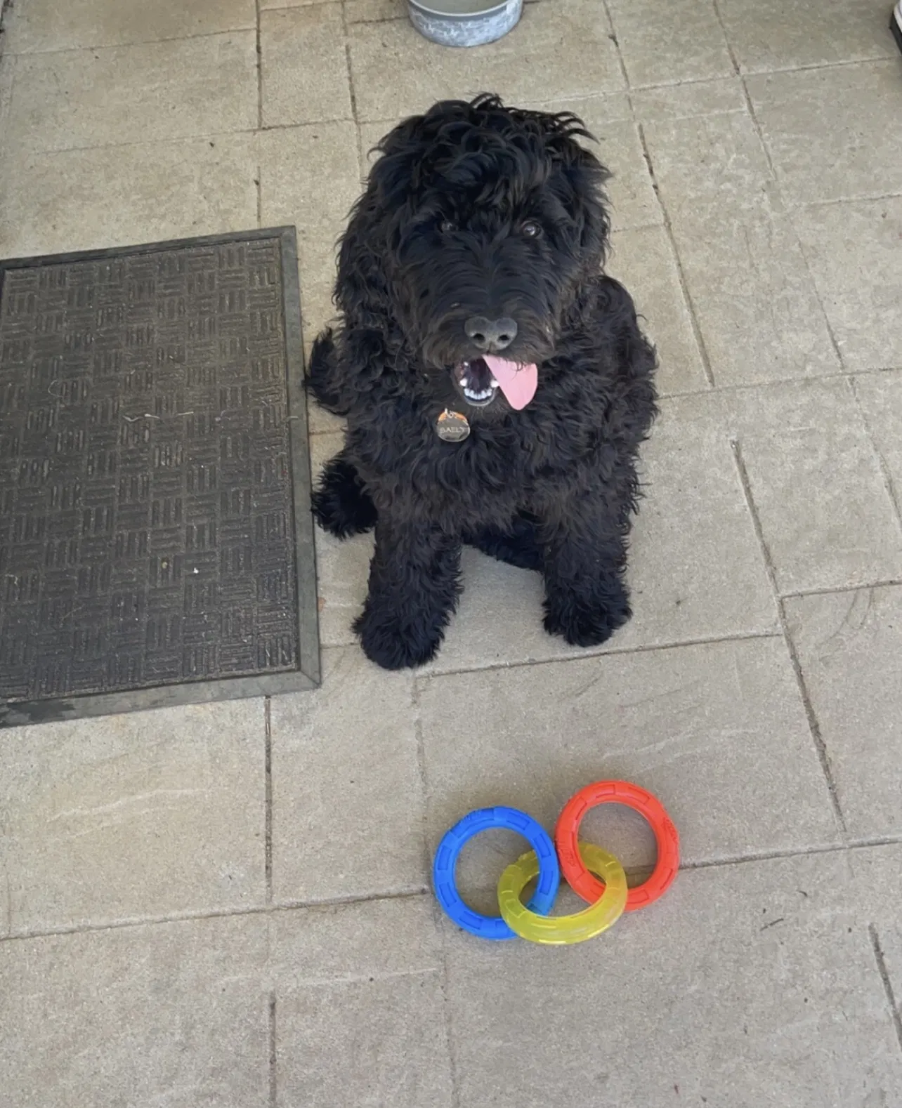 Lost dog in Grovetown, GA, 30813