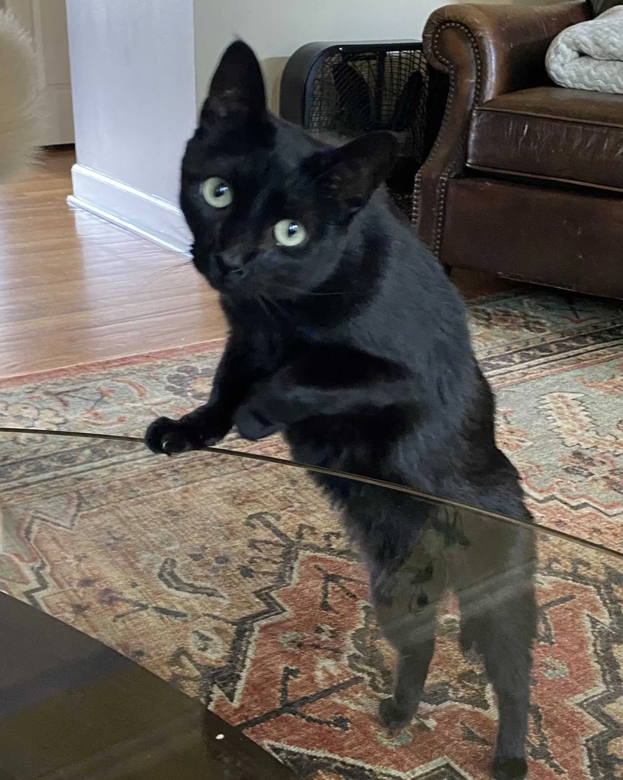 Lost cat in Chicago, IL, 60625