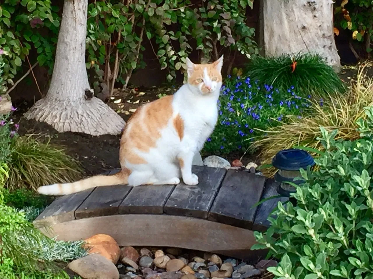 Lost cat in Long Beach, CA, 90809