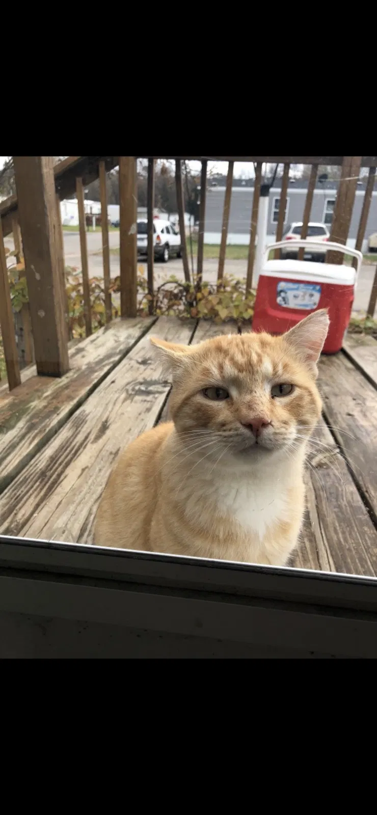 Lost cat in Burnsville, MN, 55306