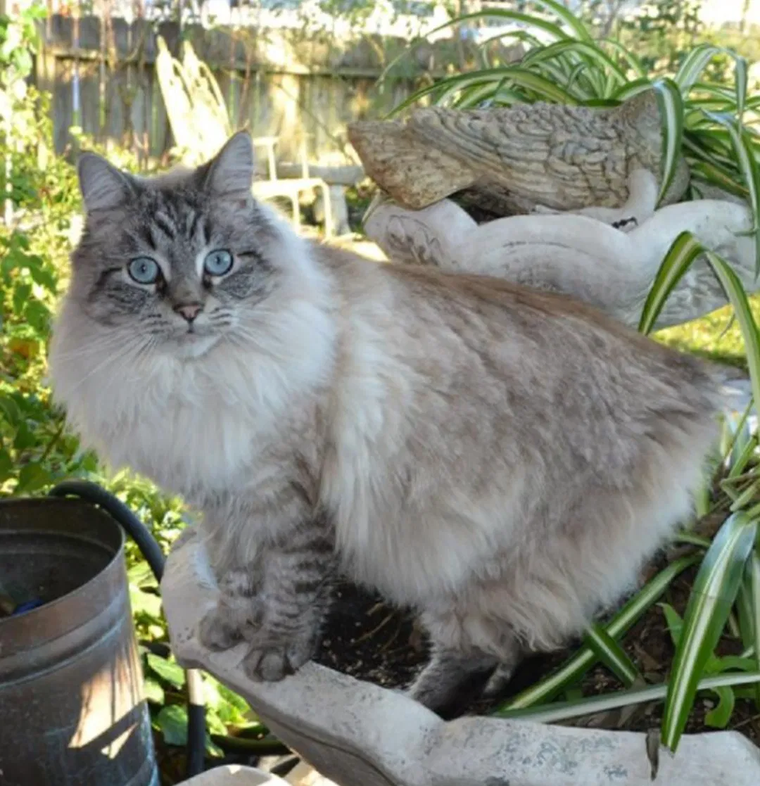 Lost cat in North Highlands, CA, 95660