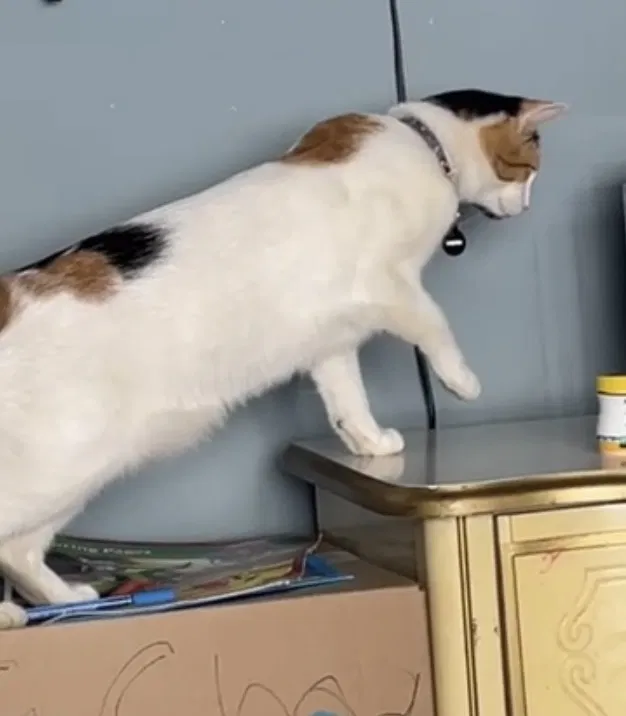 Lost cat in Moreno Valley, CA, 92555