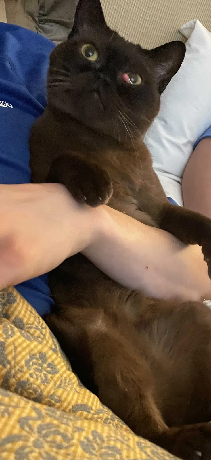 Lost cat in Rancho Santa Margarita, CA, 92688