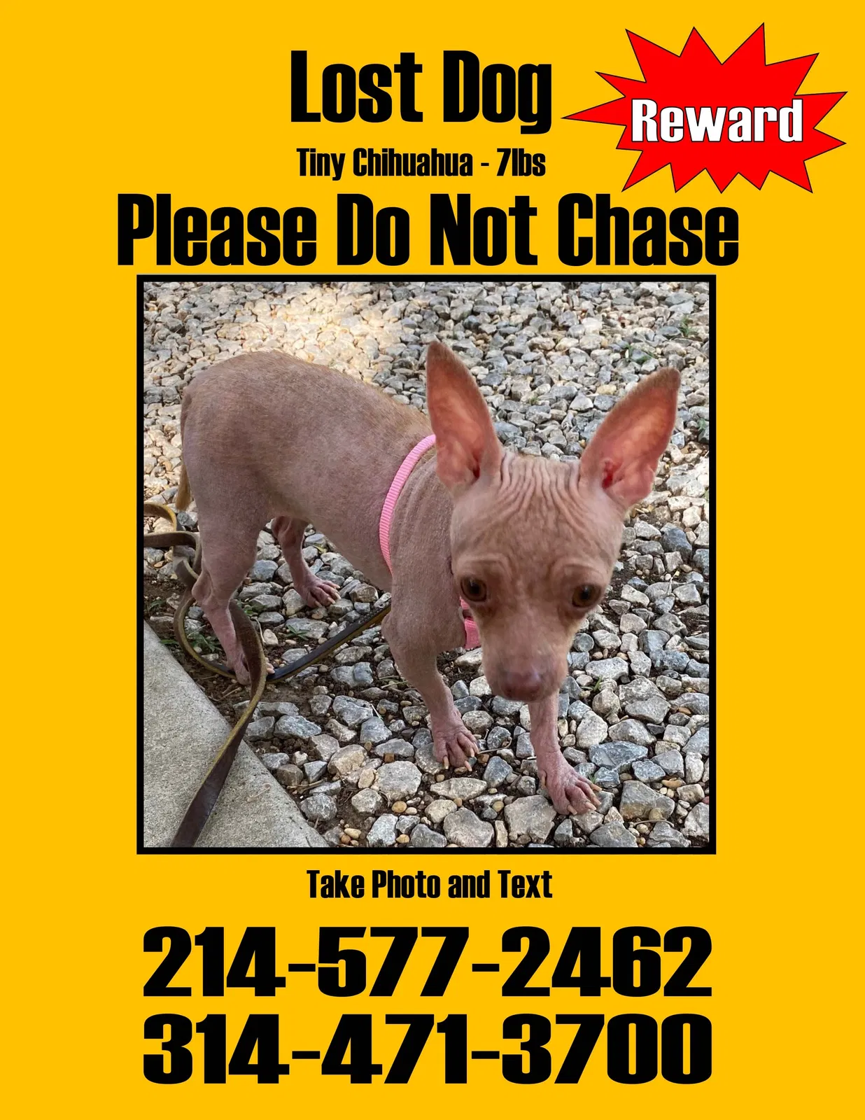 Lost dog in Plano, TX, 75094