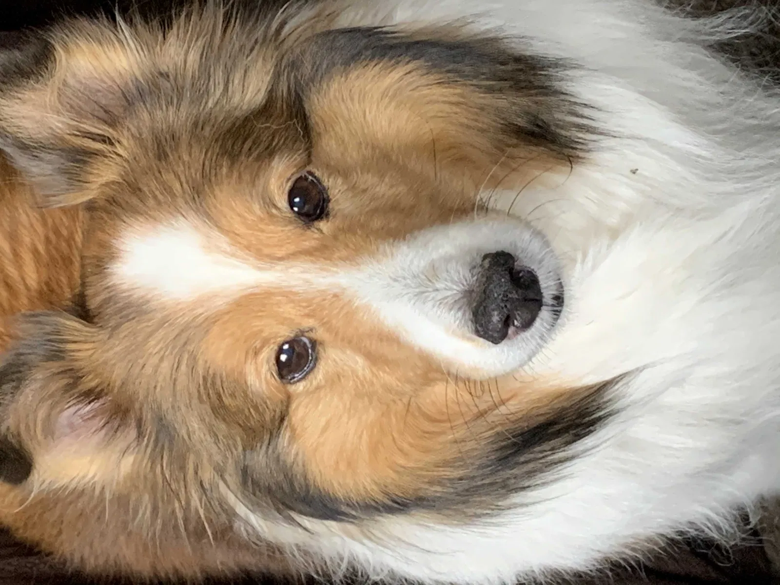 Lost dog in White Lake, WI, 54491