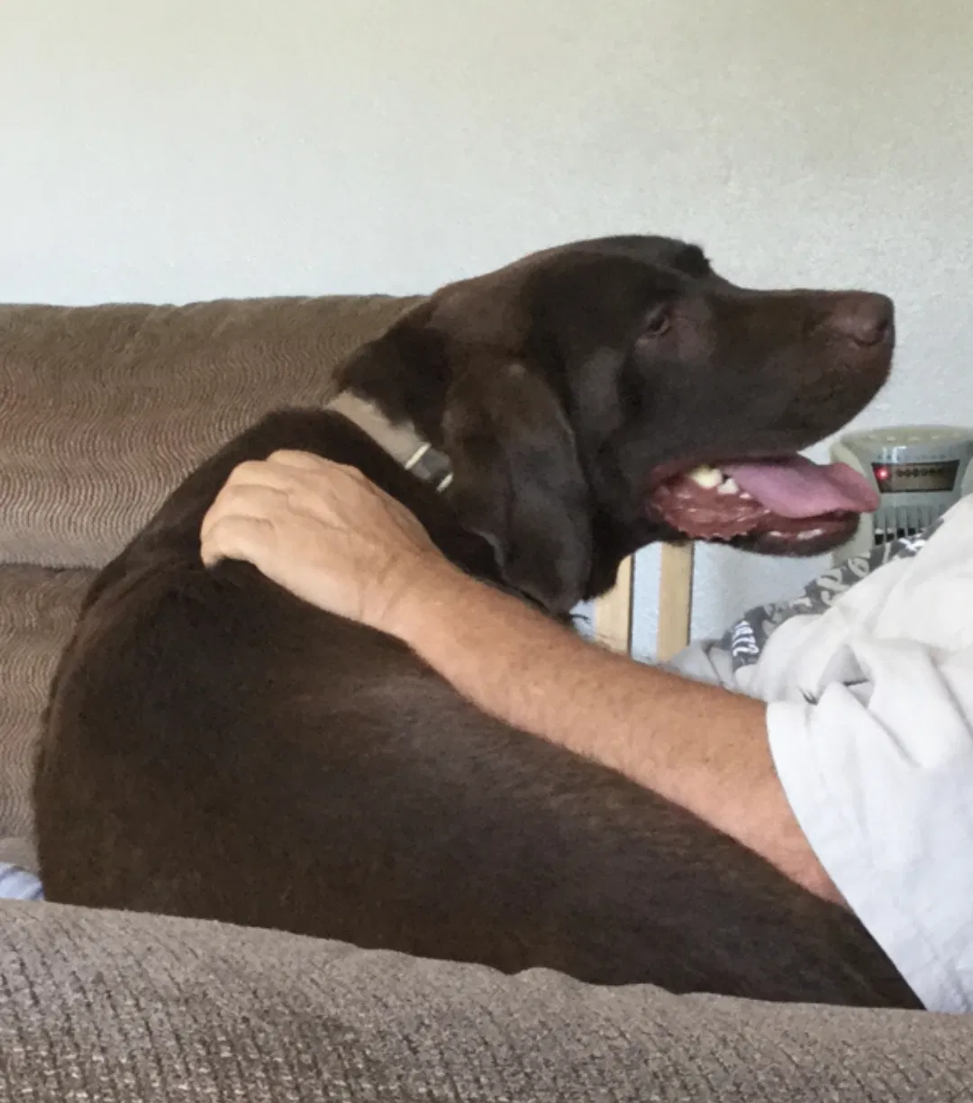 Lost dog in Brooksville, FL, 34613
