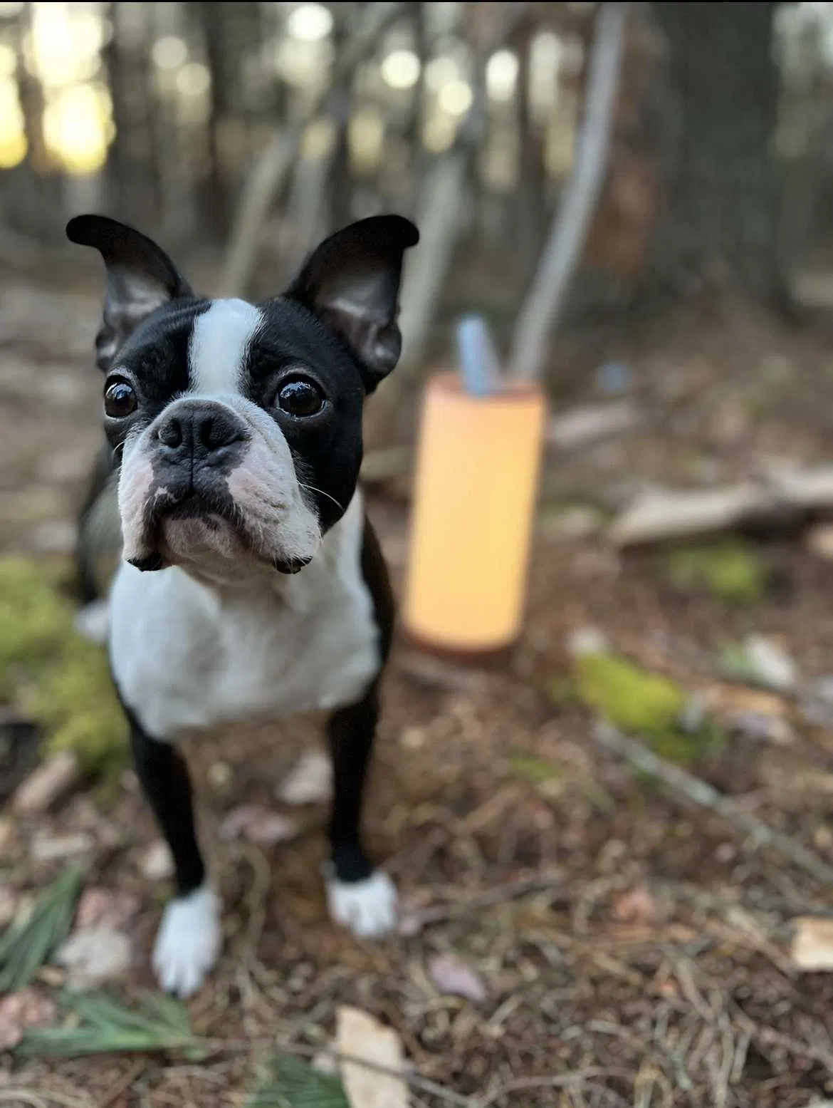 Lost dog in Pocono Lake, PA, 18347