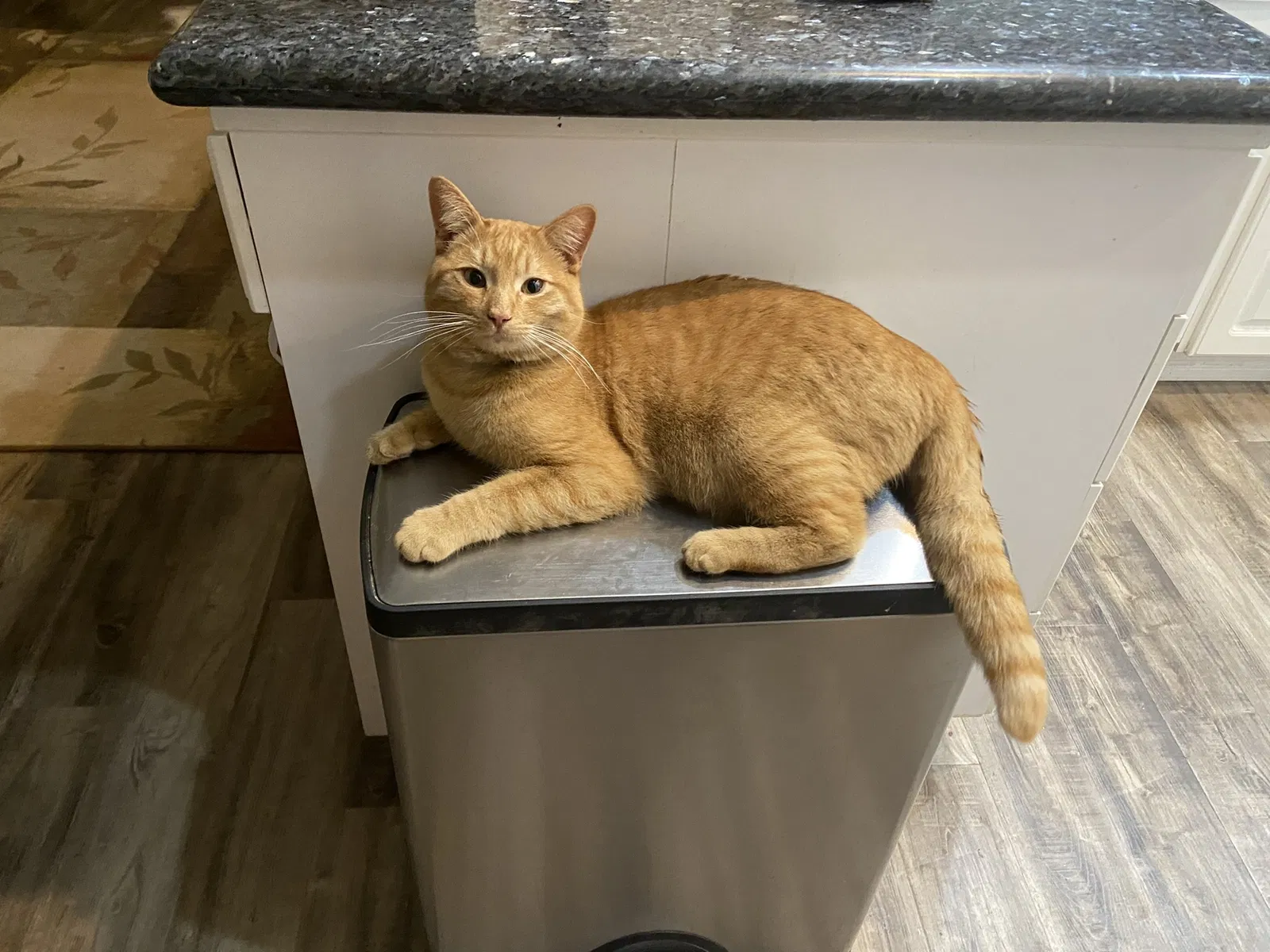 Lost cat in Riverside, CA, 92503