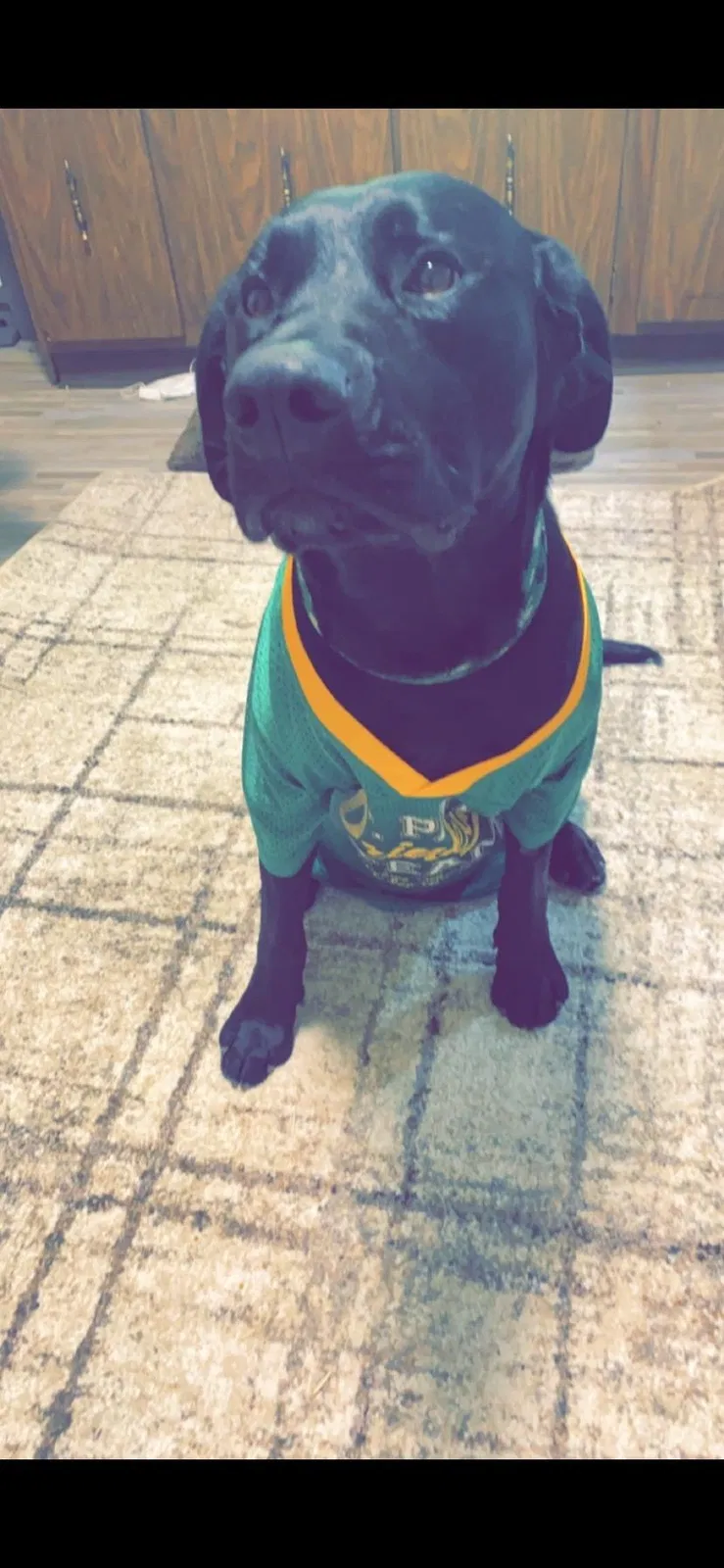 Lost dog in Saint Louis, MO, 63134